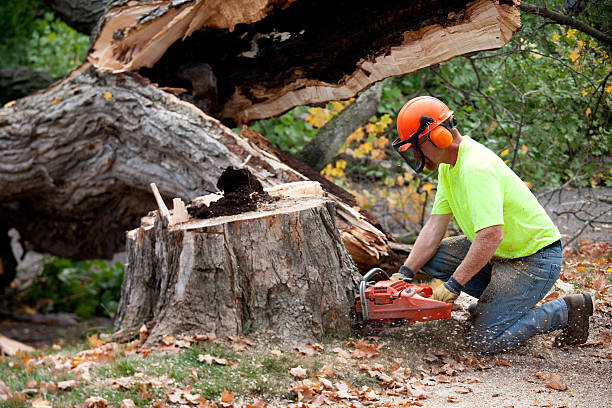 Trusted Eastland, TX Tree Care  Experts